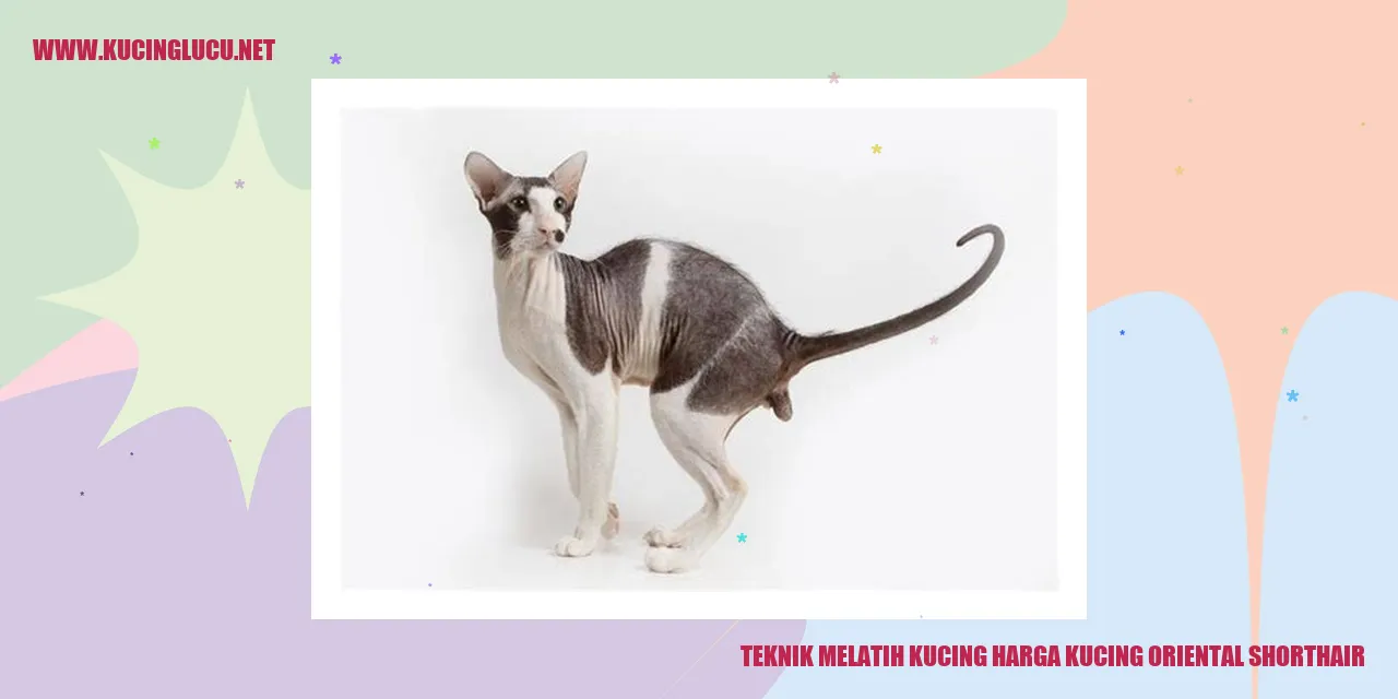 Kucing Oriental Shorthair
