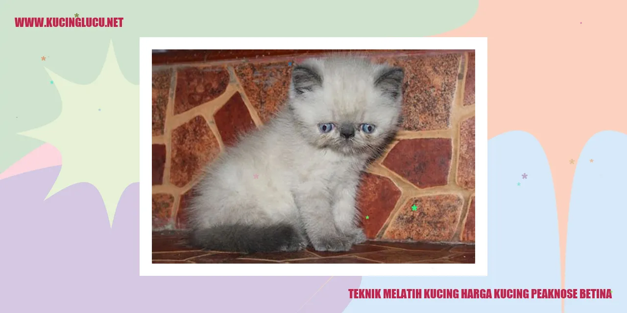 Sahabat kucing peaknose