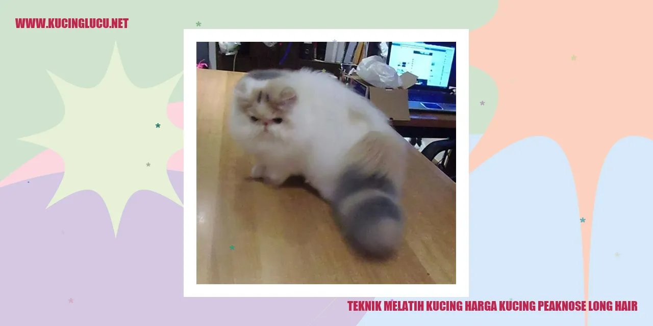Kucing Peaknose Berbulu Panjang