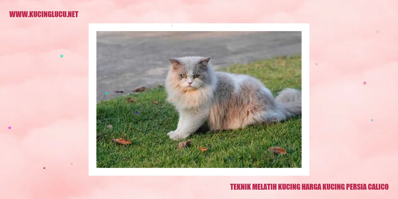 Kucing Persia Calico