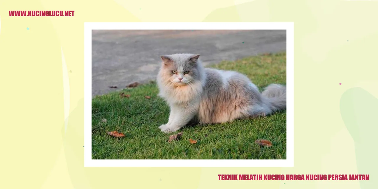 Kucing Persia Jantan yang Mahal