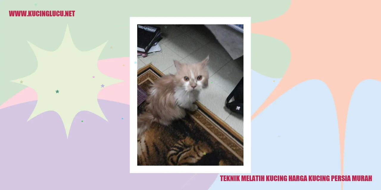 Gambar Kucing Persia