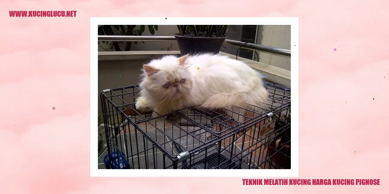 Kucing Pignose