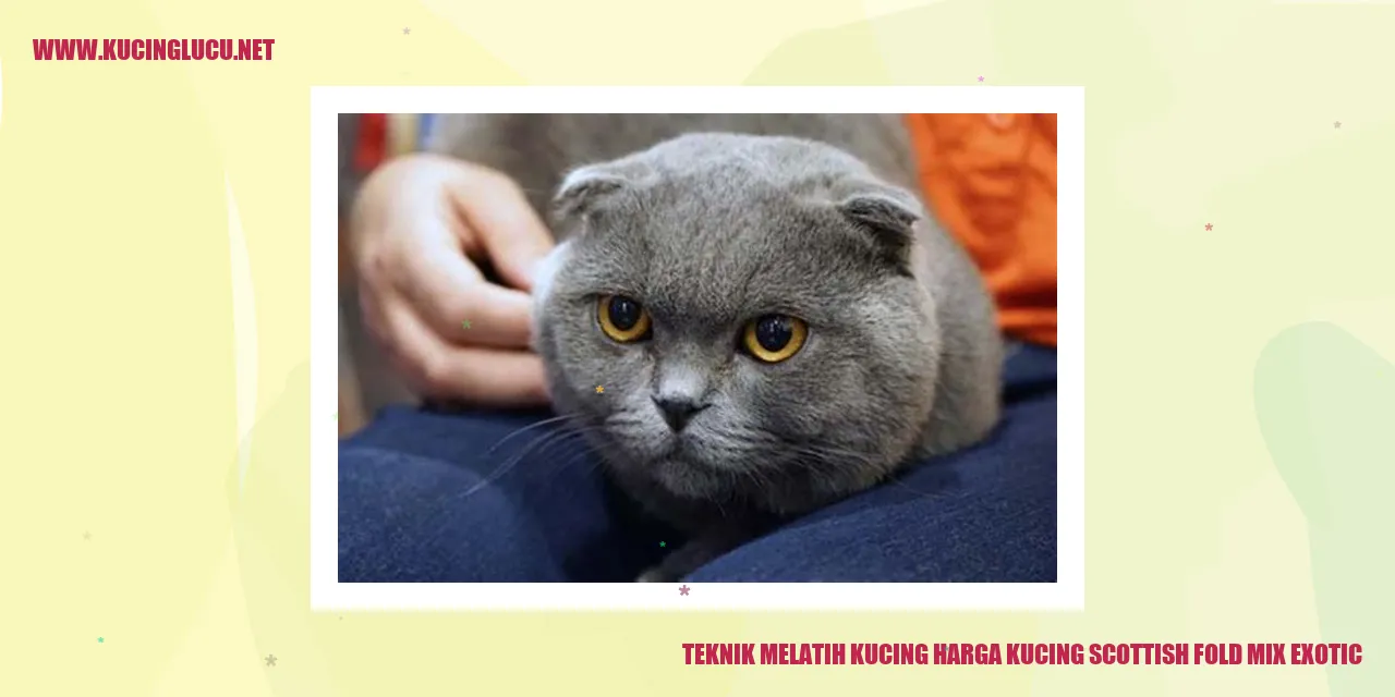 Kucing Scottish Fold Mix Exotic