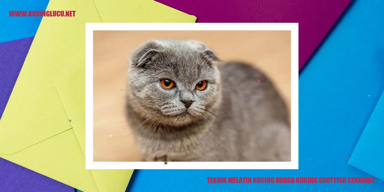 Foto Kucing Scottish Straight