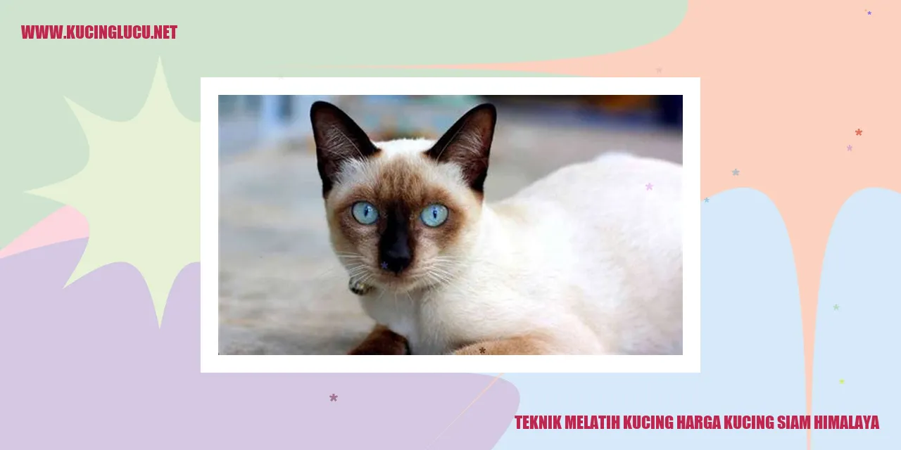Kucing Siam Himalaya