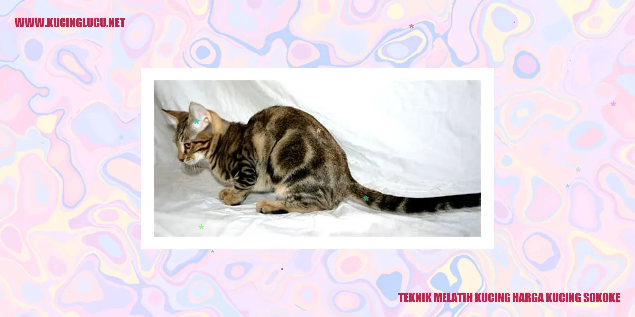 Kucing Sokoke