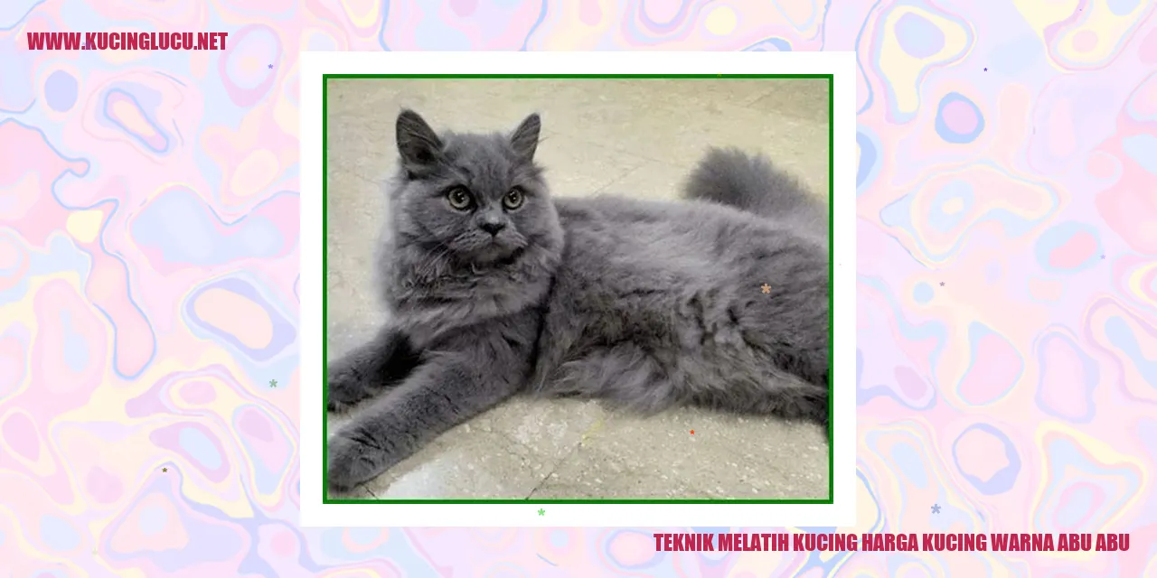 Gambar kucing berharga warna abu-abu