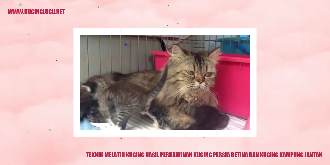 Melatih Kucing
