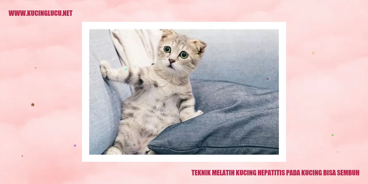 Gambar kucing hepatitis