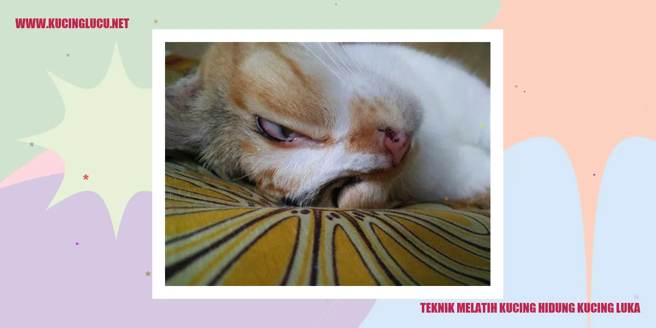 Gambar kucing luka