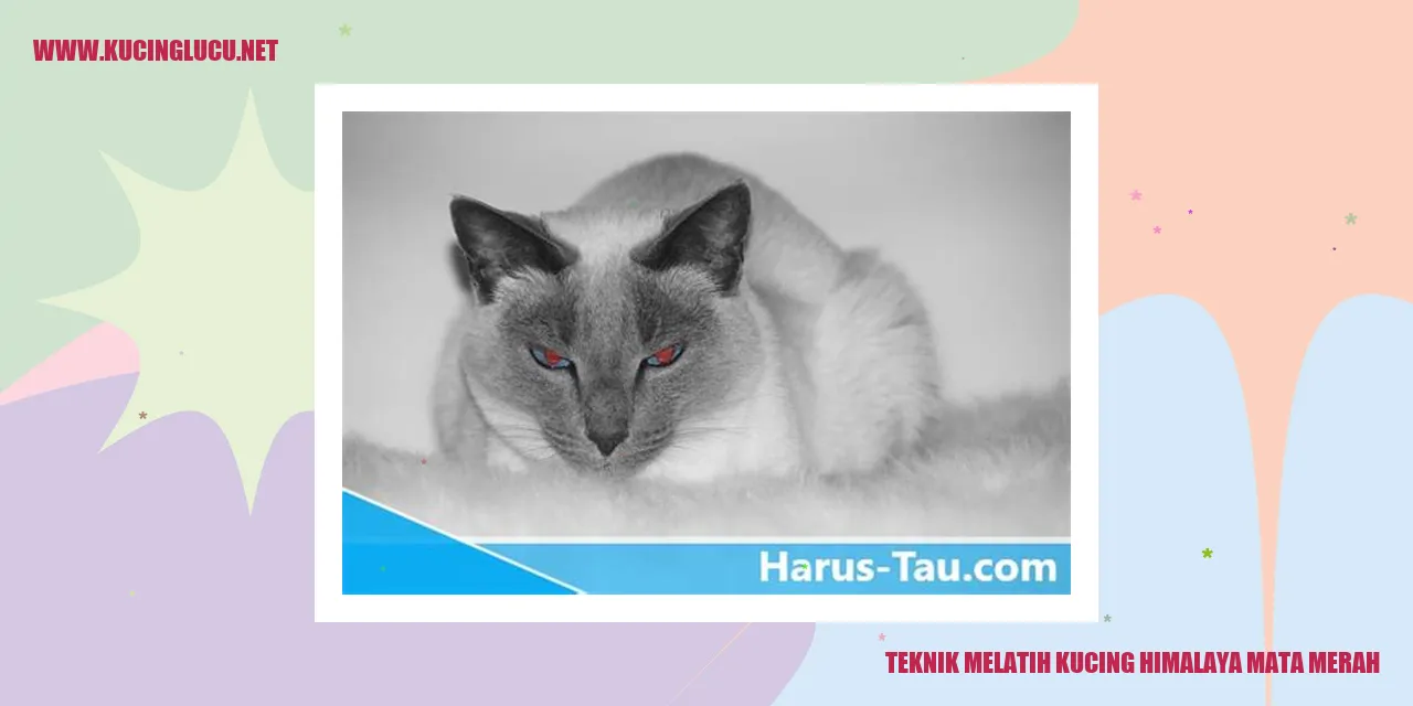 Gambar kucing Himalaya mata merah yang menggemaskan