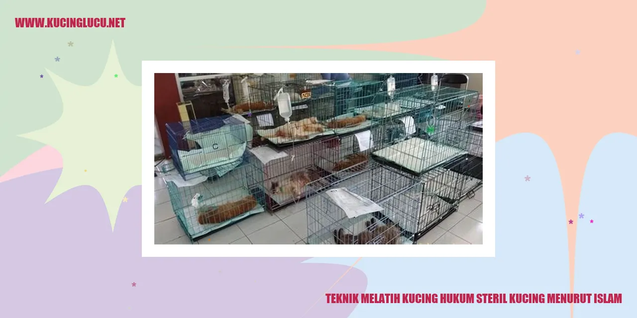Teknik Melatih Kucing hukum steril kucing menurut islam