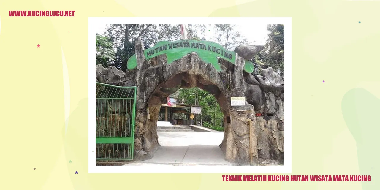 Kucing Hutan Destinasi Mata Kucing