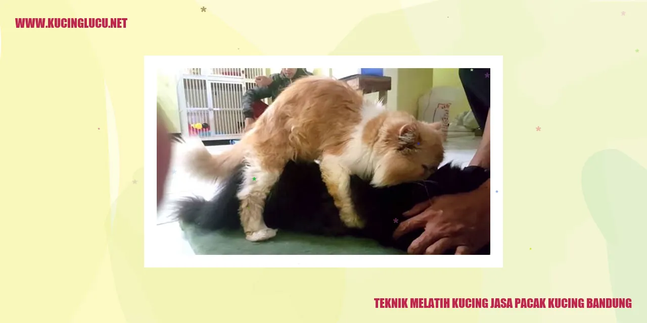 Gambar Kucing