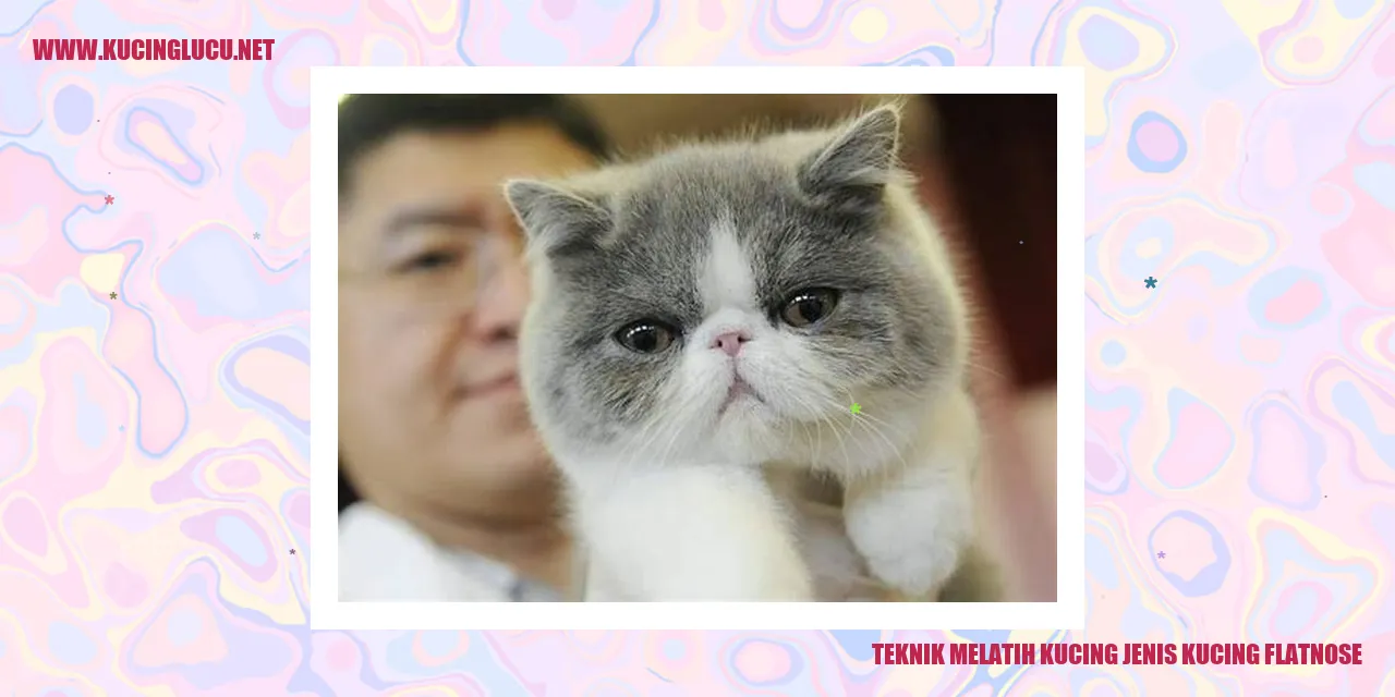 Gambar kucing flatnose