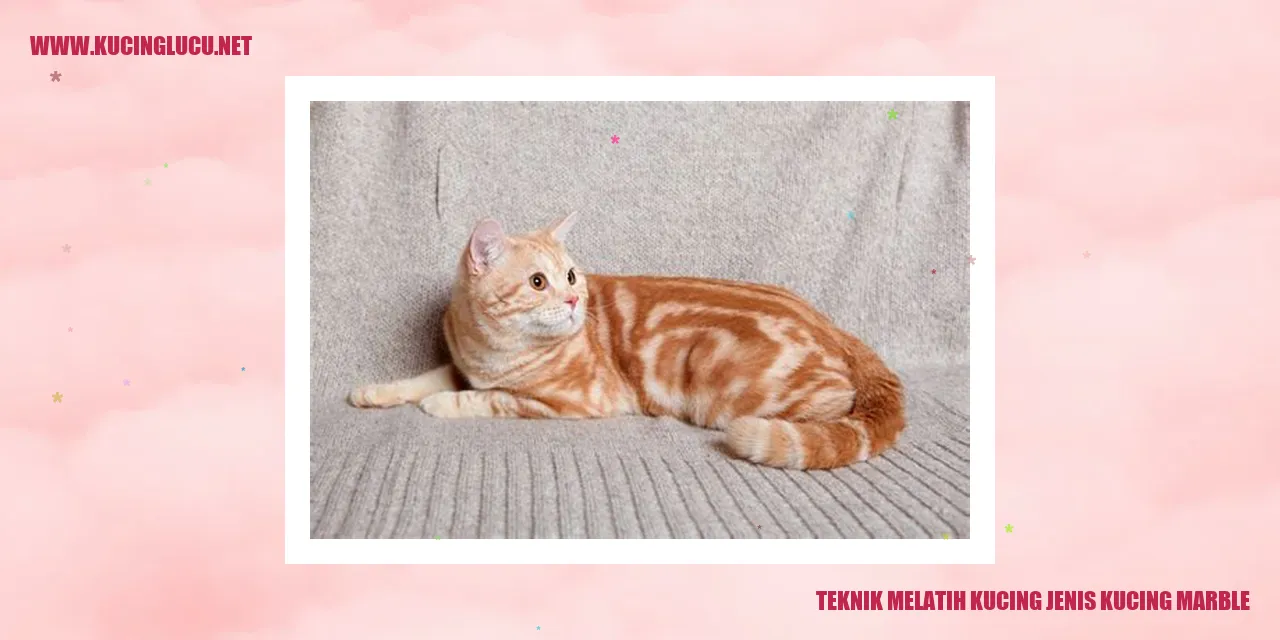 Kucing Marble