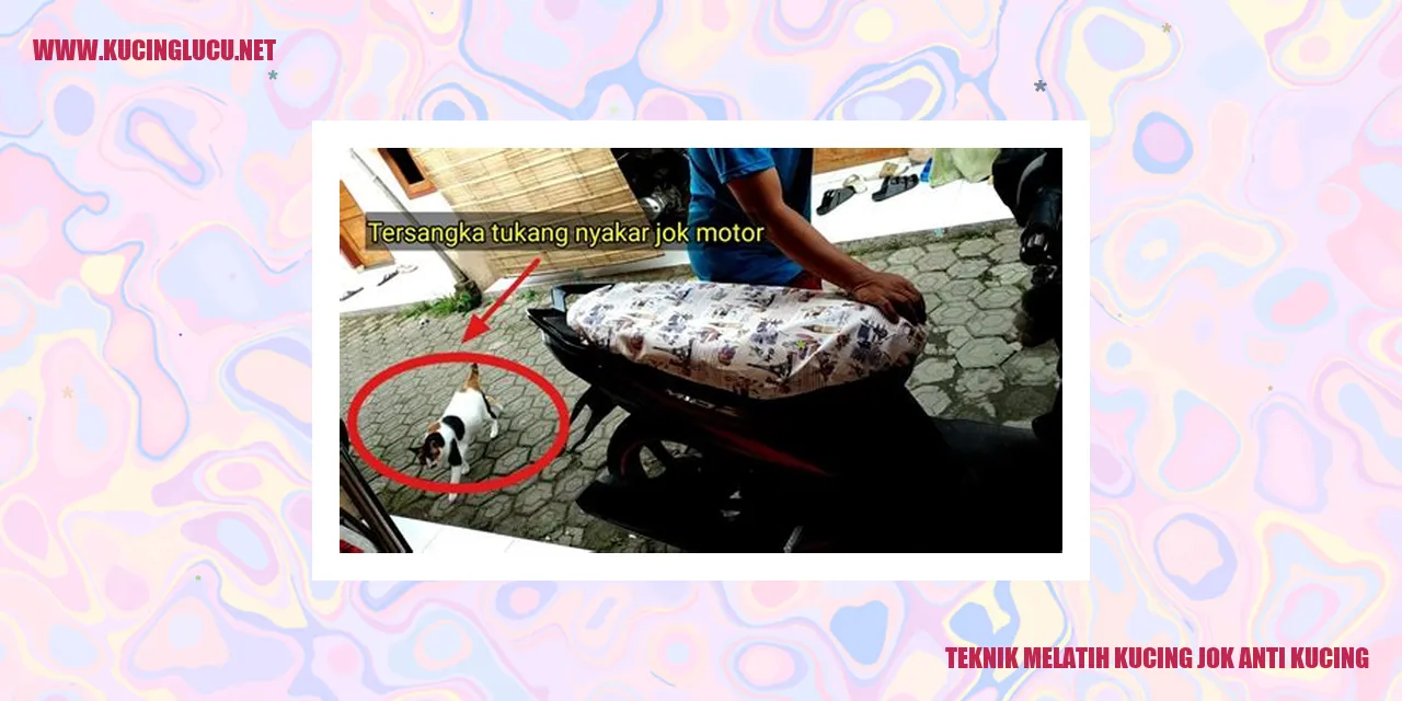 gambar kucing yang sedang dilatih