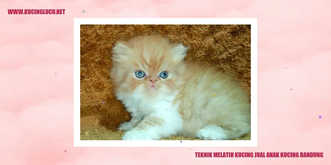 Anak Kucing Bandung