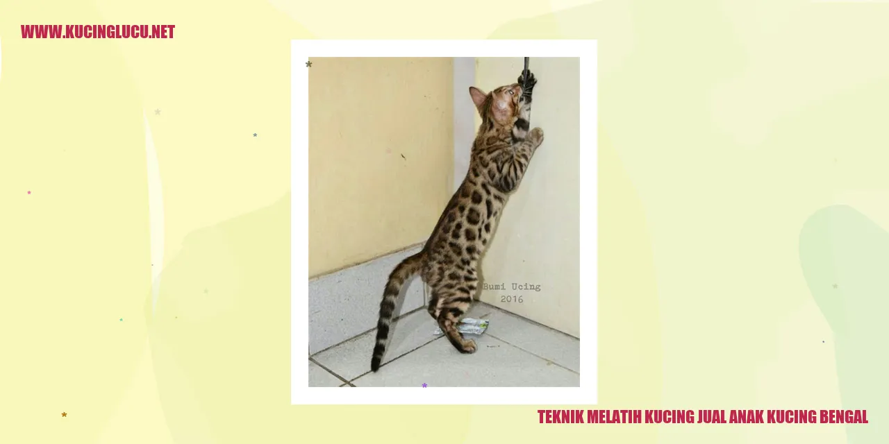 Teknik Melatih Kucing jual anak kucing bengal