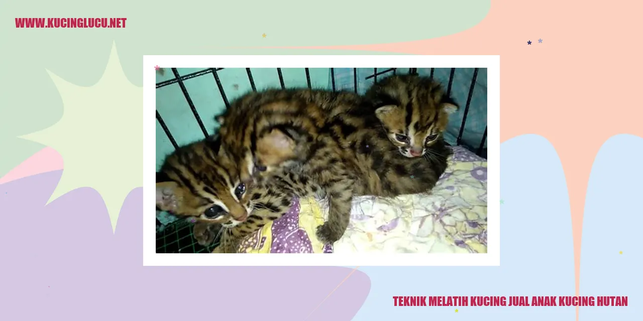 Anak Kucing Hutan