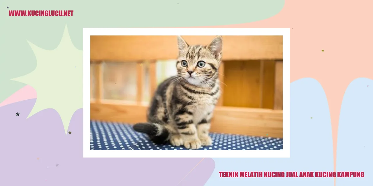Gambar anak kucing kampung yang ingin dijual