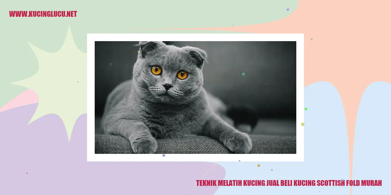 Kucing Scottish Fold