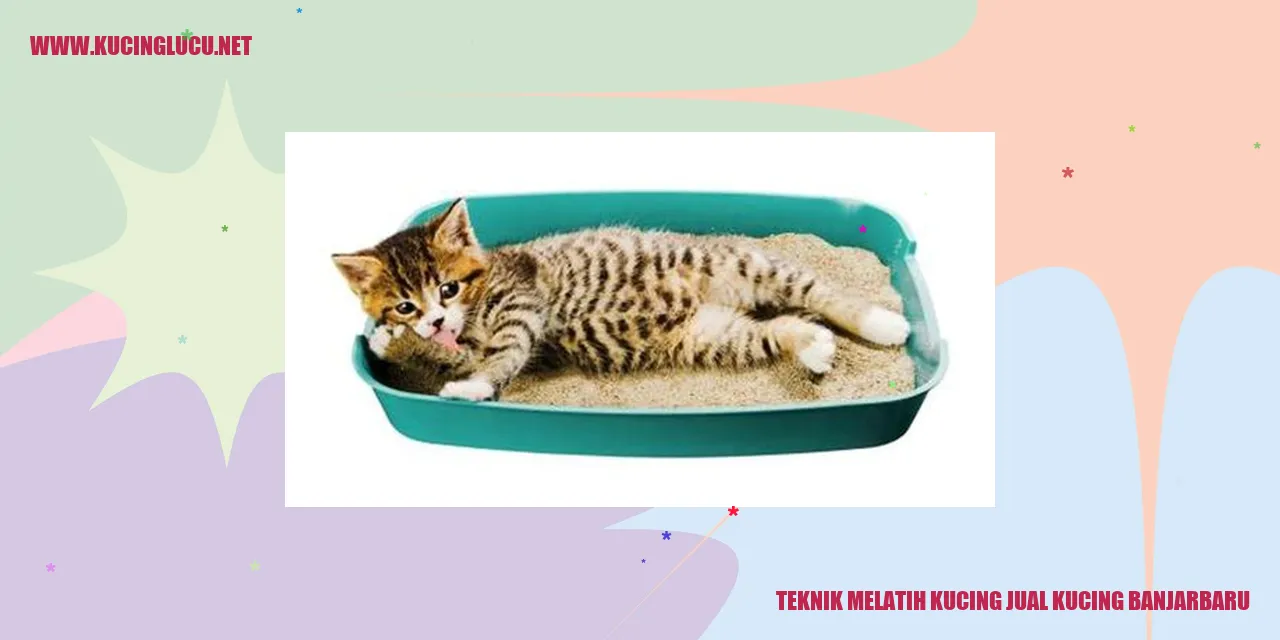 Gambar kucing yang sedang dilatih