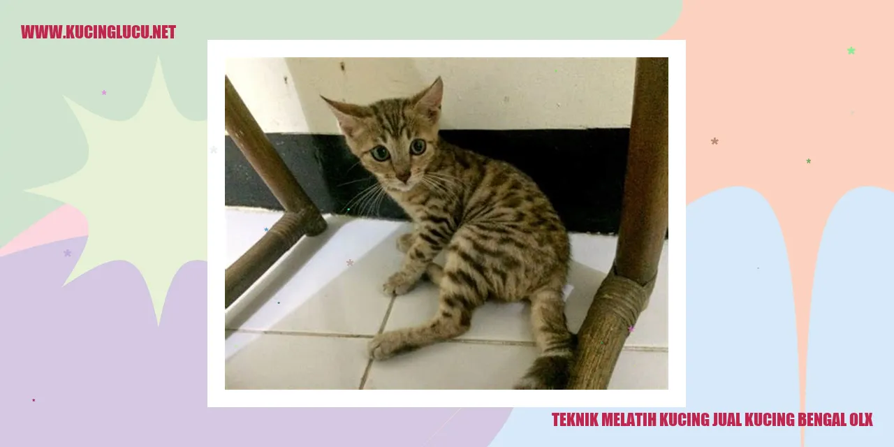 Kucing Bengal OLX