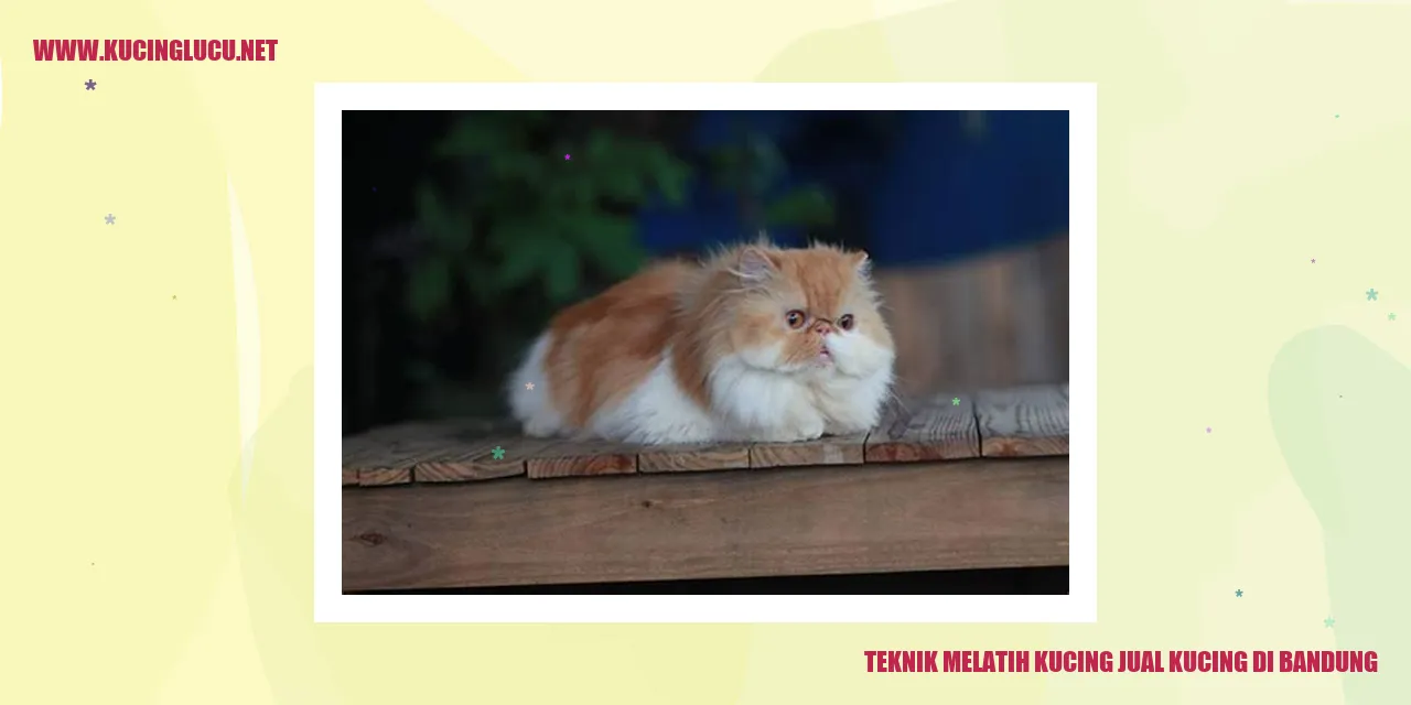 Teknik Melatih Kucing di Bandung