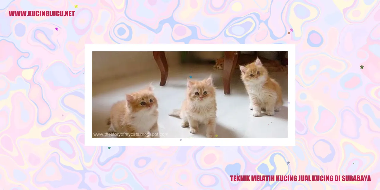 gambar kucing imut