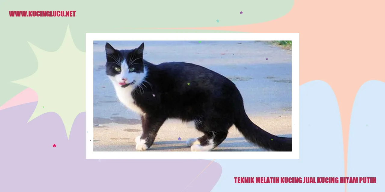 Gambar kucing hitam putih