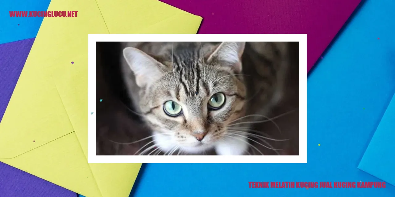 Teknik Melatih Kucing jual kucing kampung