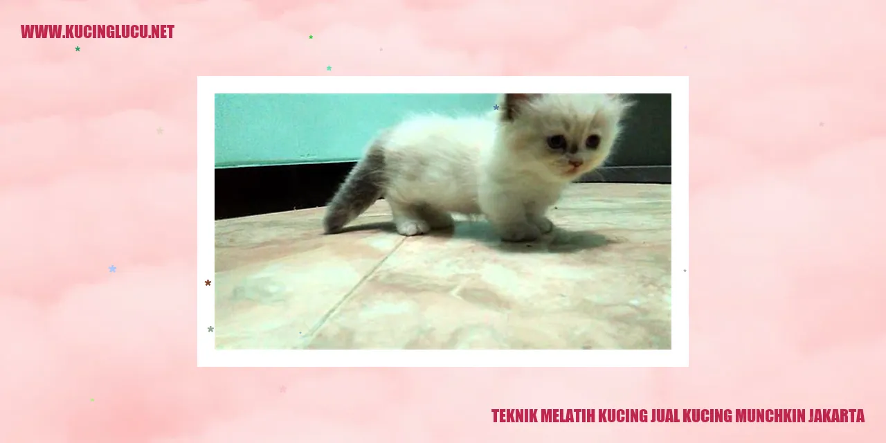 Kucing Munchkin