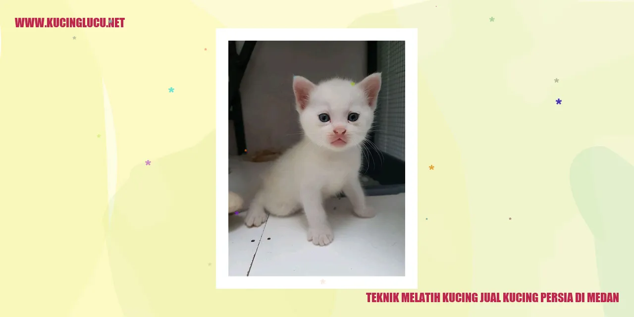 Teknik Melatih Kucing