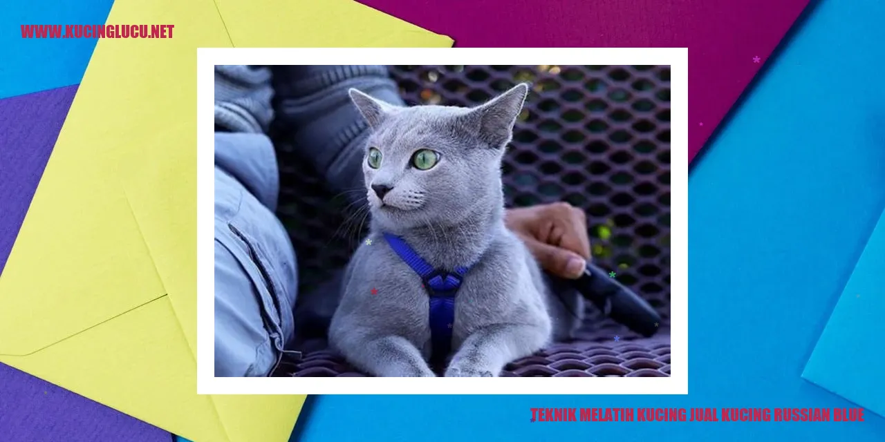 Kucing Russian Blue yang Menggemaskan