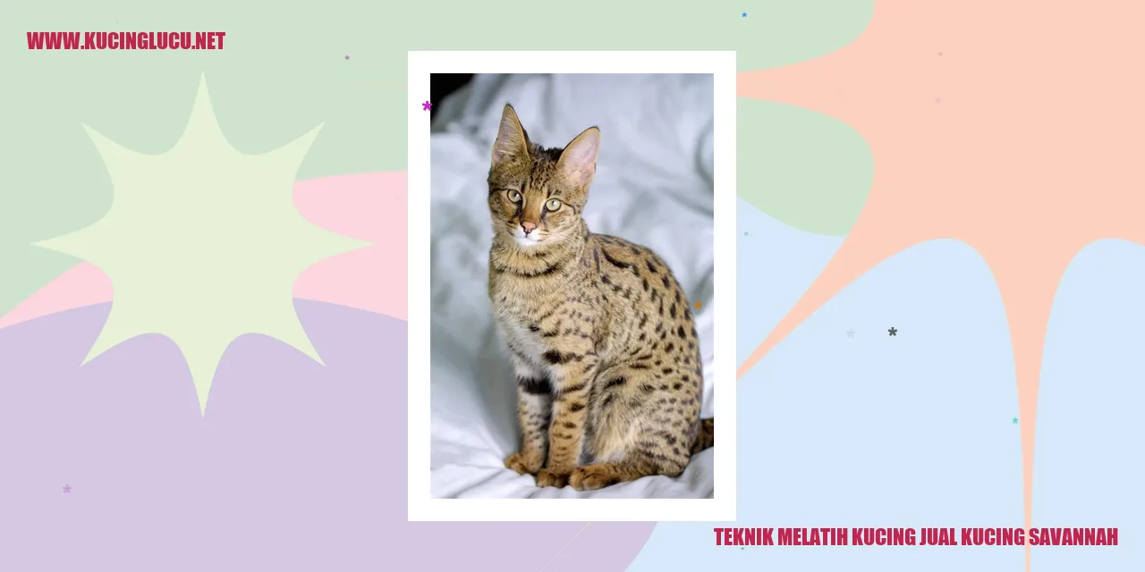 Teknik Melatih Kucing