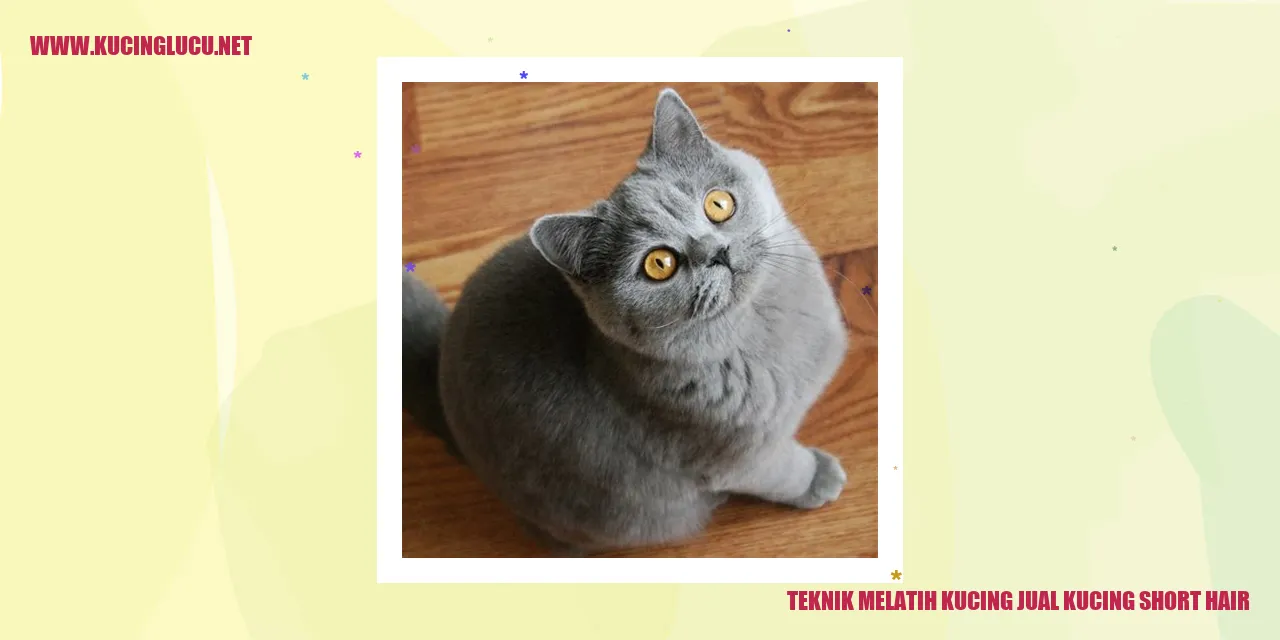 Kucing Lucu