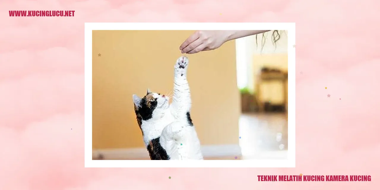 Gambar Kucing dengan Kamera Kucing