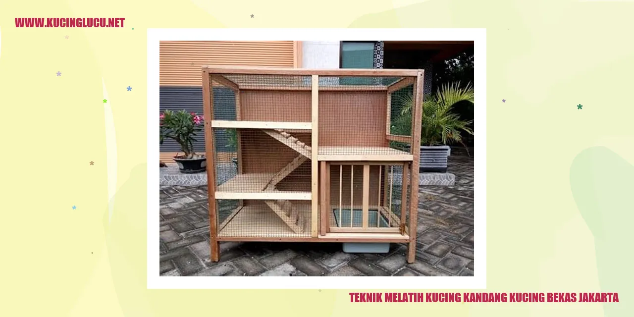 Melatih Kucing di Lingkungan Baru