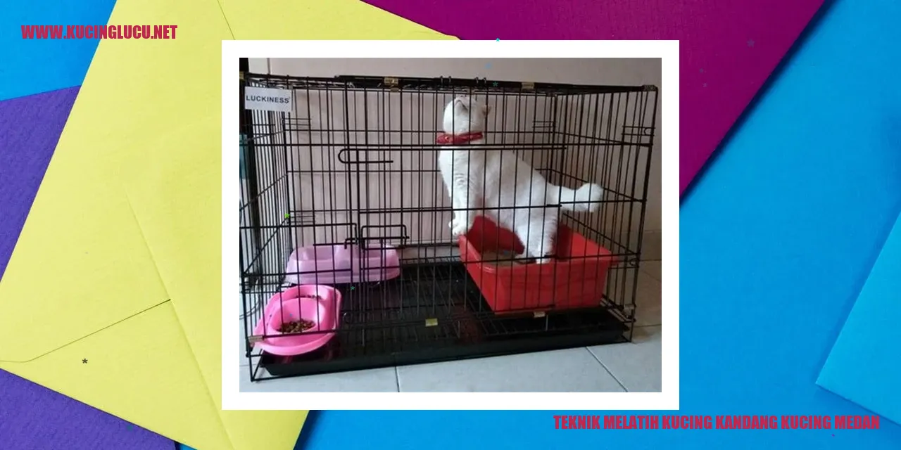 Gambar kucing sedang melatih diri