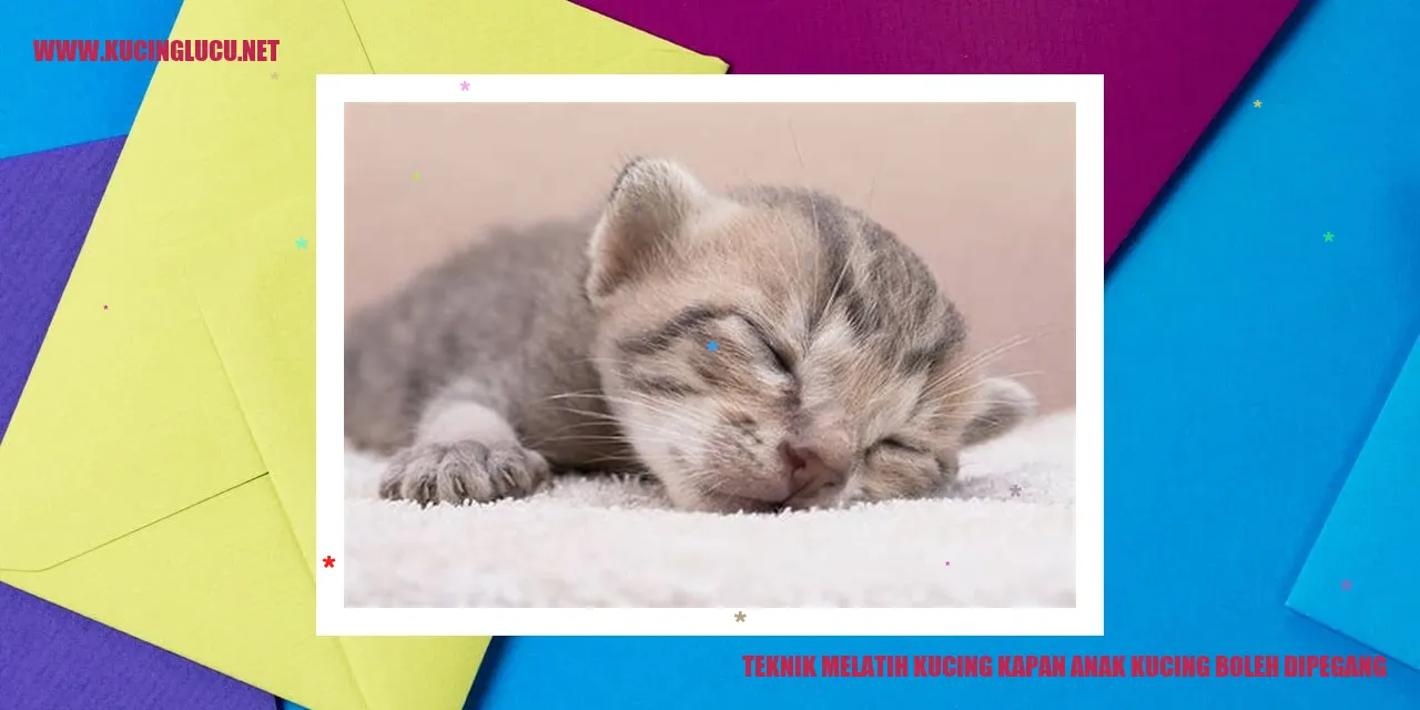 Teknik Melatih Kucing kapan anak kucing boleh dipegang
