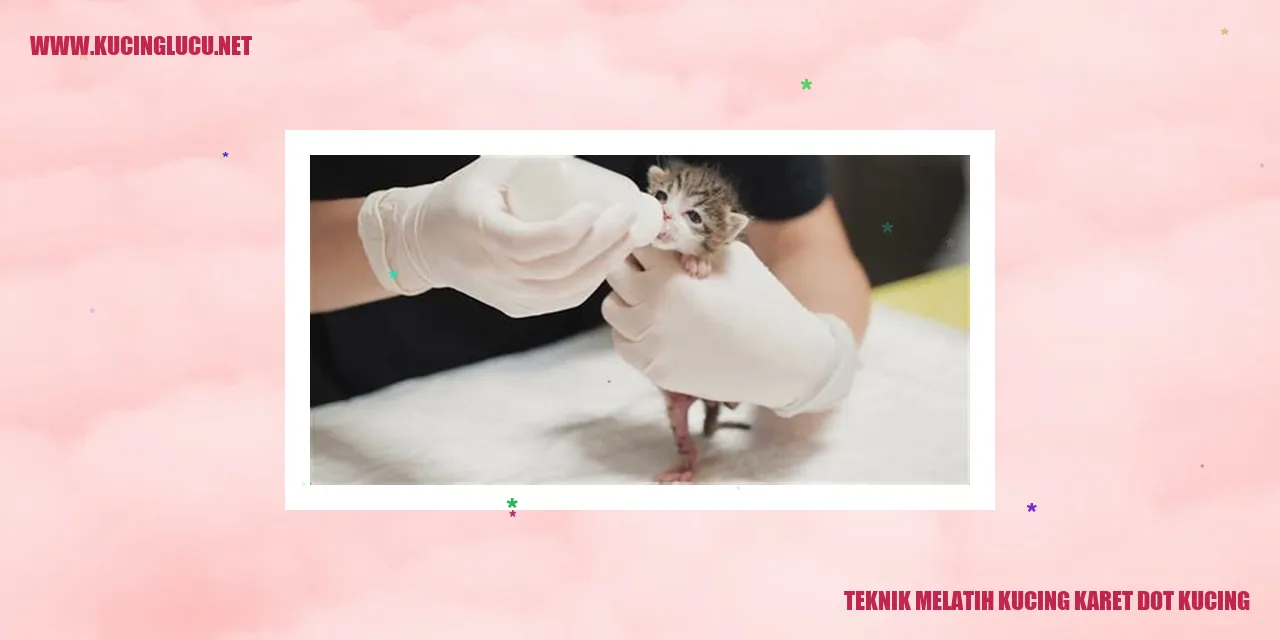 Gambar kucing