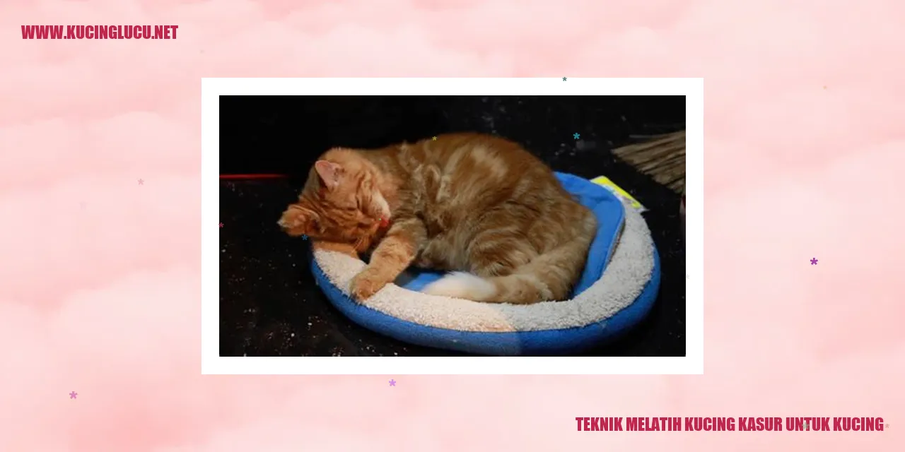 Teknik Melatih Kucing kasur untuk kucing