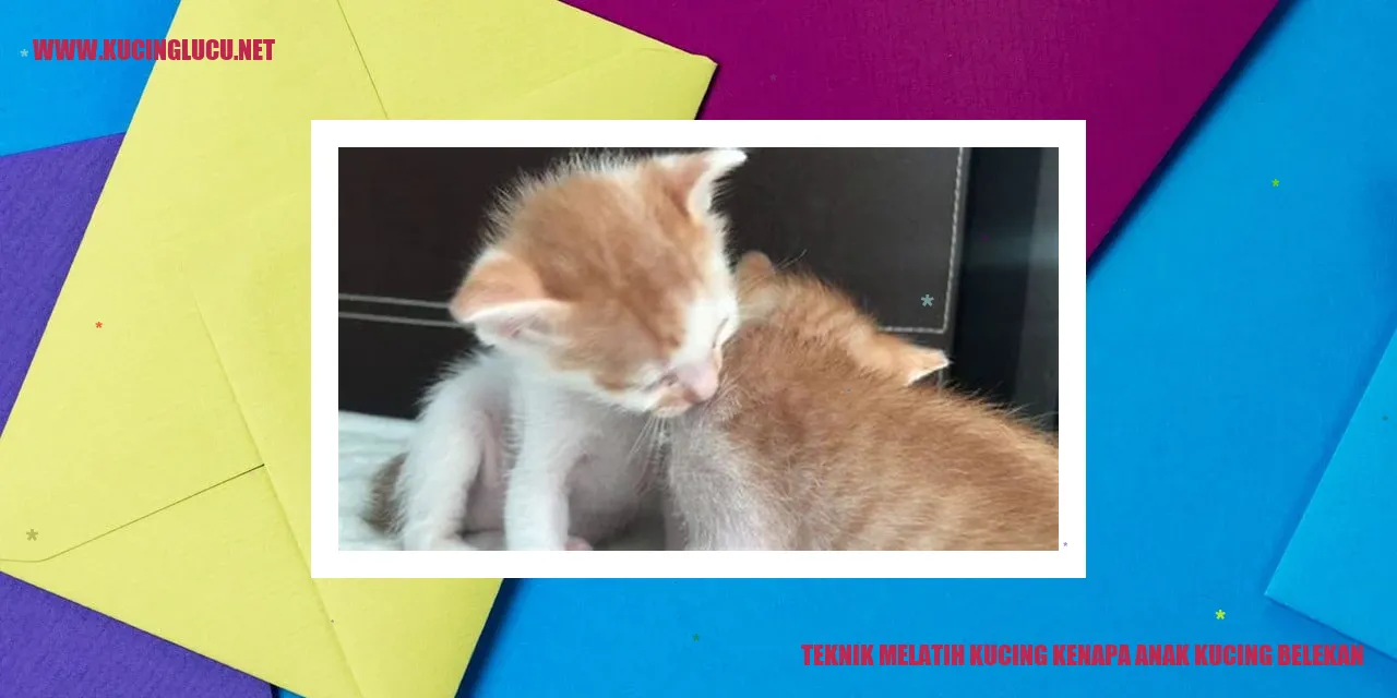 Teknik Melatih Kucing kenapa anak kucing belekan