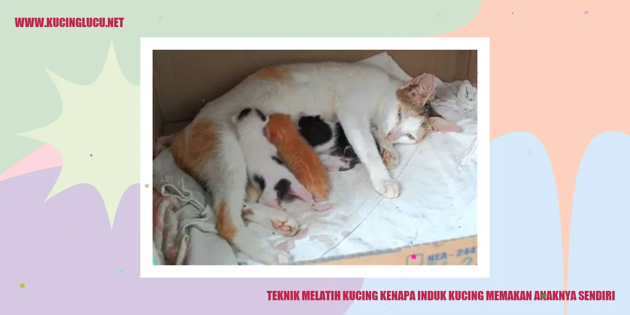 Induk kucing memakan anaknya sendiri
