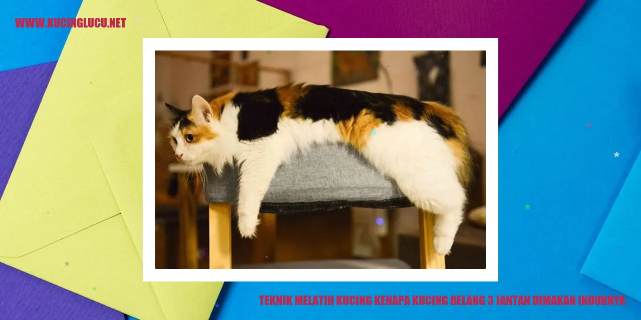 Kucing Belang 3 Jantan Dimakan Induknya