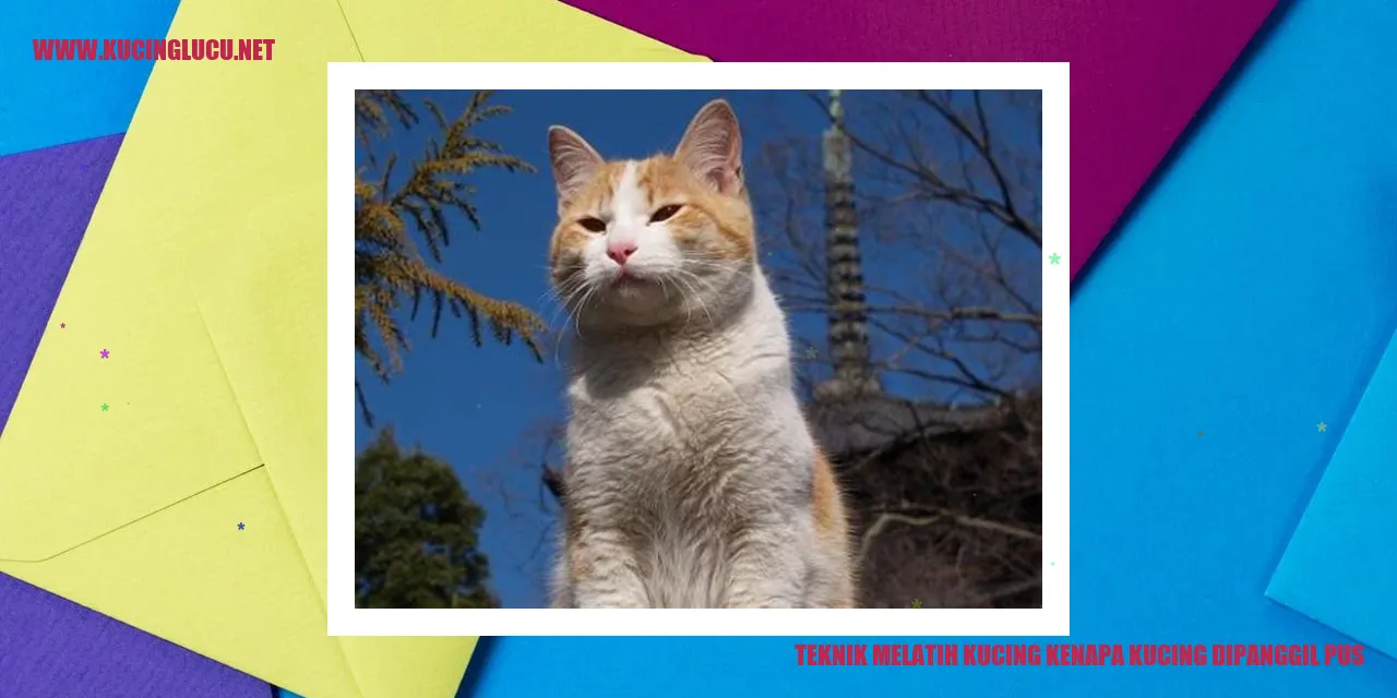 Gambar kucing sedang belajar trik