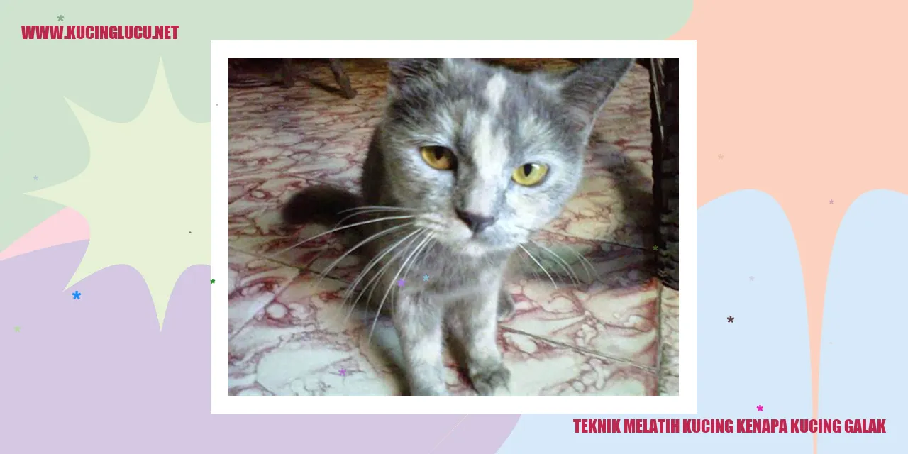 Gambar Kucing Galak