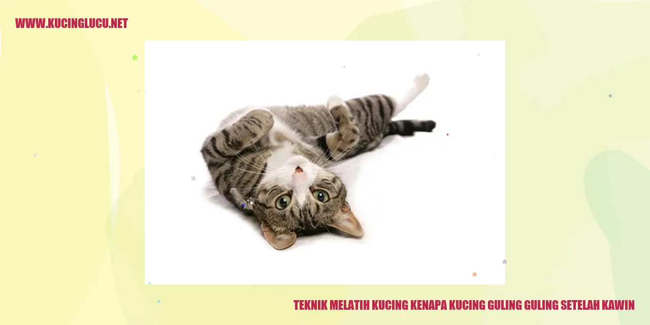 Foto Kucing
